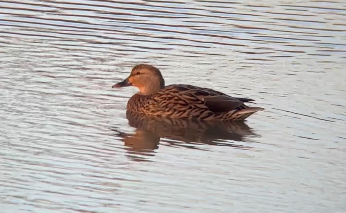 Green-winged Teal - ML613008295