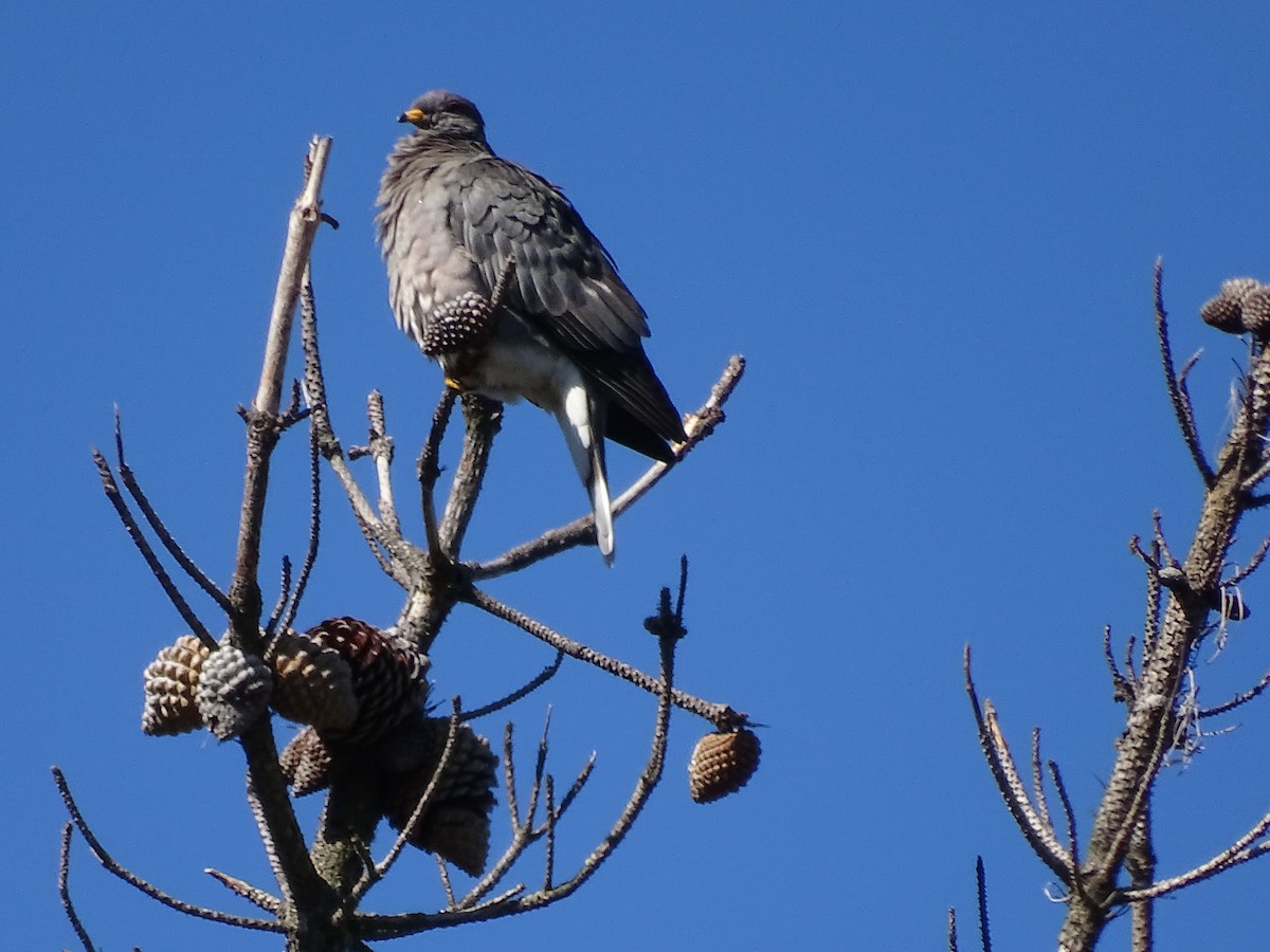 Band-tailed Pigeon - ML613008495
