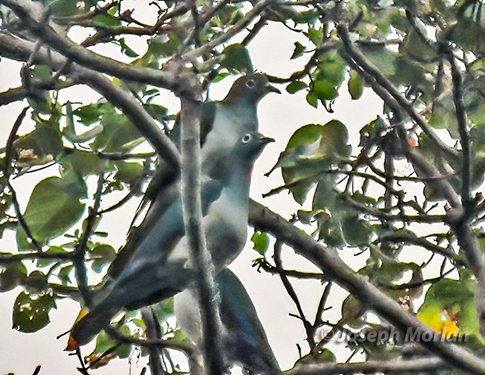 Spectacled Imperial-Pigeon - Joseph Morlan