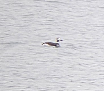 Long-tailed Duck - ML613010132