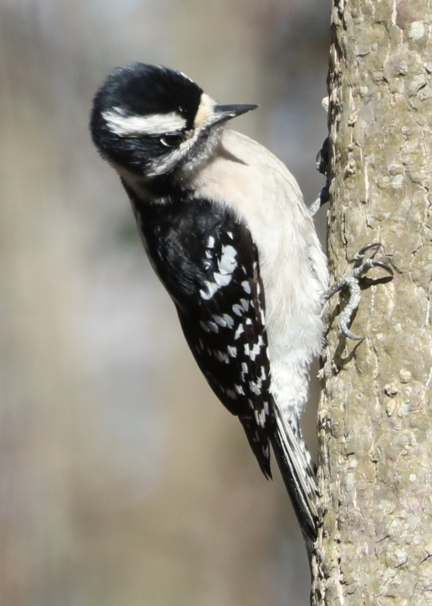 Downy Woodpecker - ML613010227