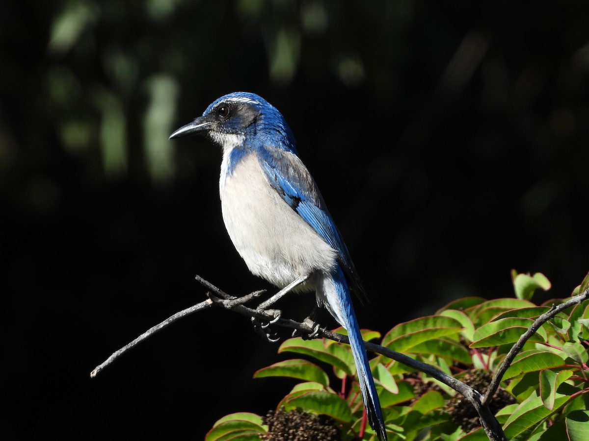 EBird Checklist 2 Jan 2024 Griffith Park Old Zoo Trails 12 Species   1200