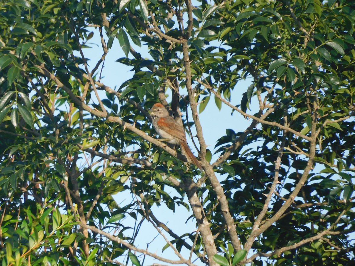 Pale-breasted Spinetail - Diego Cáceres Bentancor