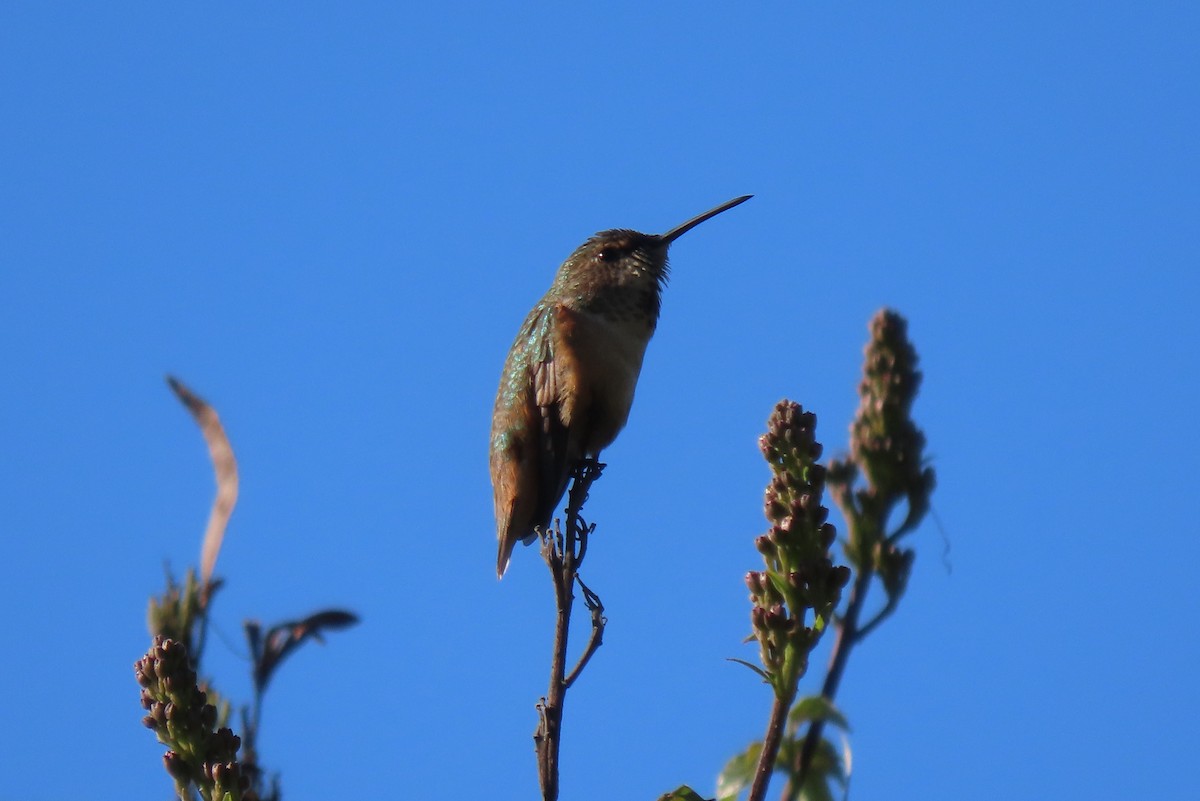 Allen's Hummingbird - ML613011004