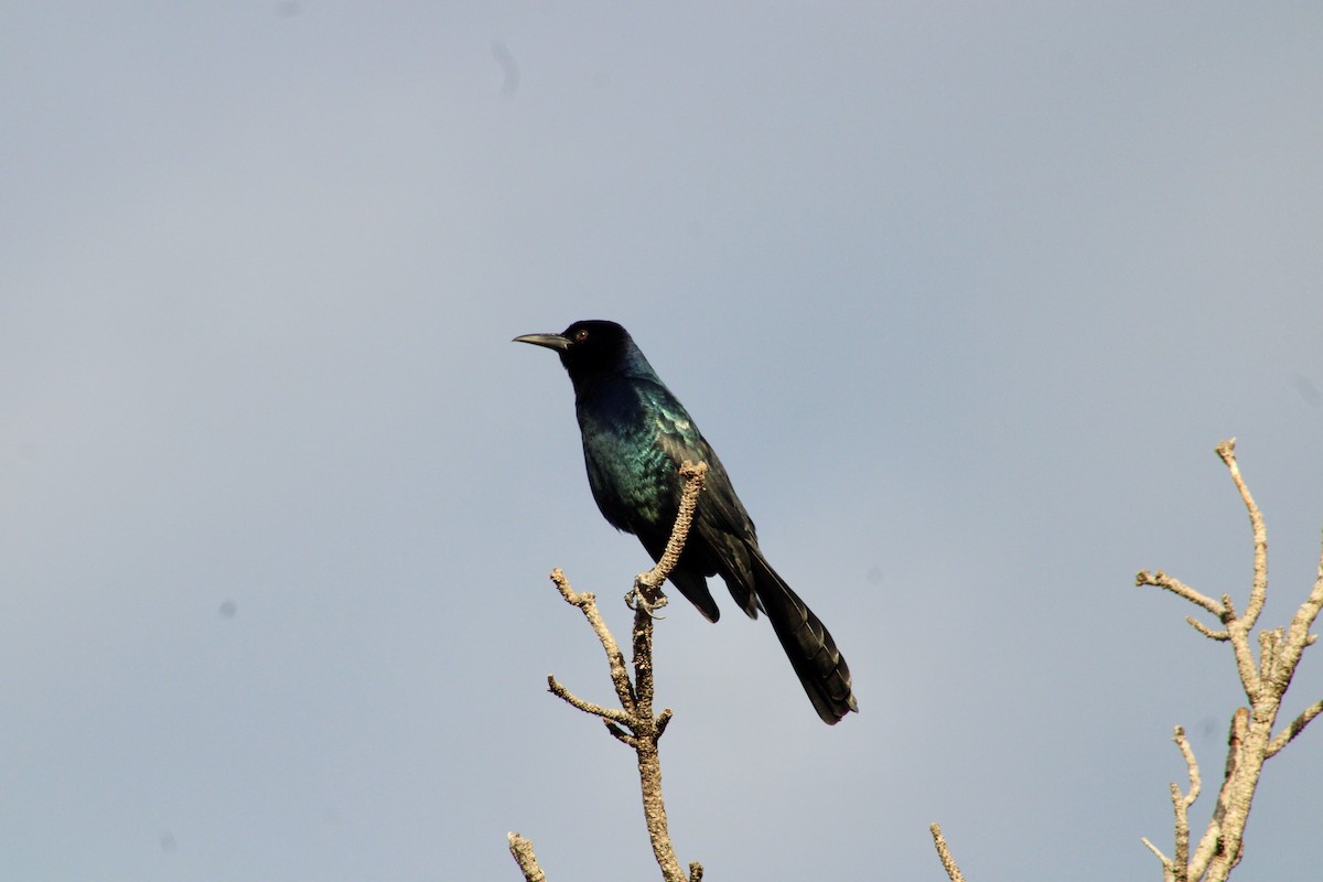 Boat-tailed Grackle - ML613011222