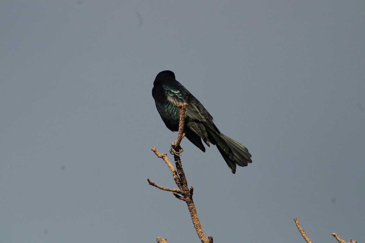 Boat-tailed Grackle - ML613011223