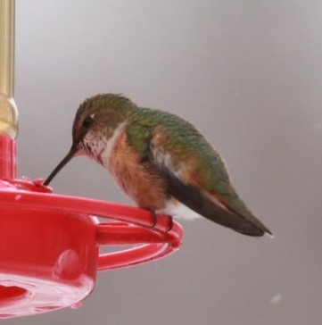 Rufous Hummingbird - Cathy Spencer
