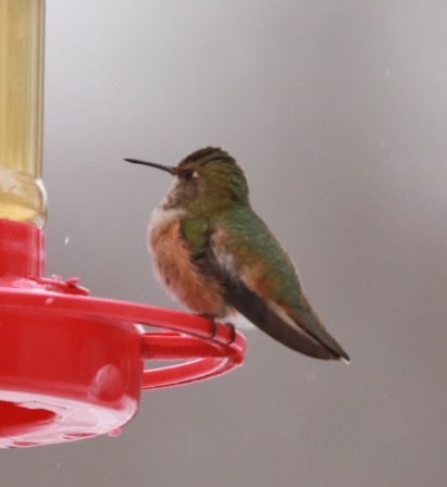 Rufous Hummingbird - ML613011351