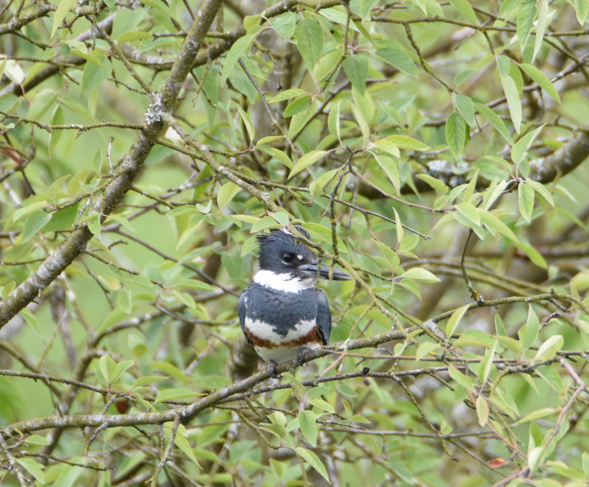 Belted Kingfisher - ML61301141