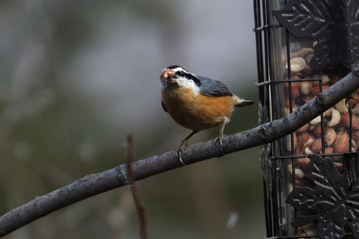 Red-breasted Nuthatch - ML613011510