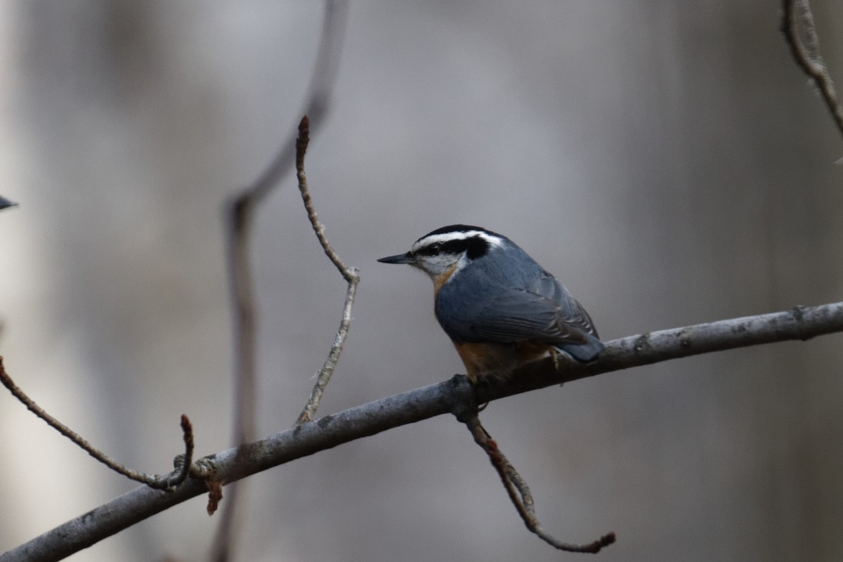 Red-breasted Nuthatch - ML613011511