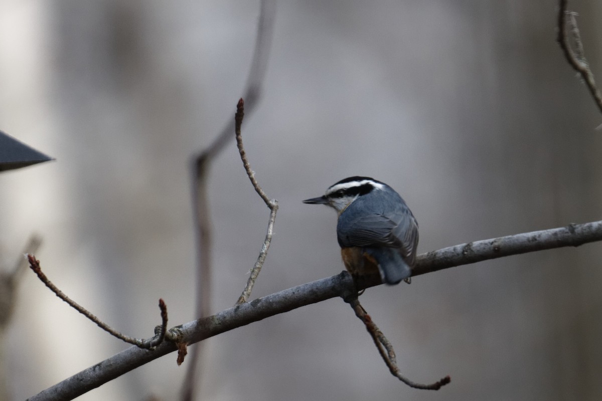 Red-breasted Nuthatch - ML613011512