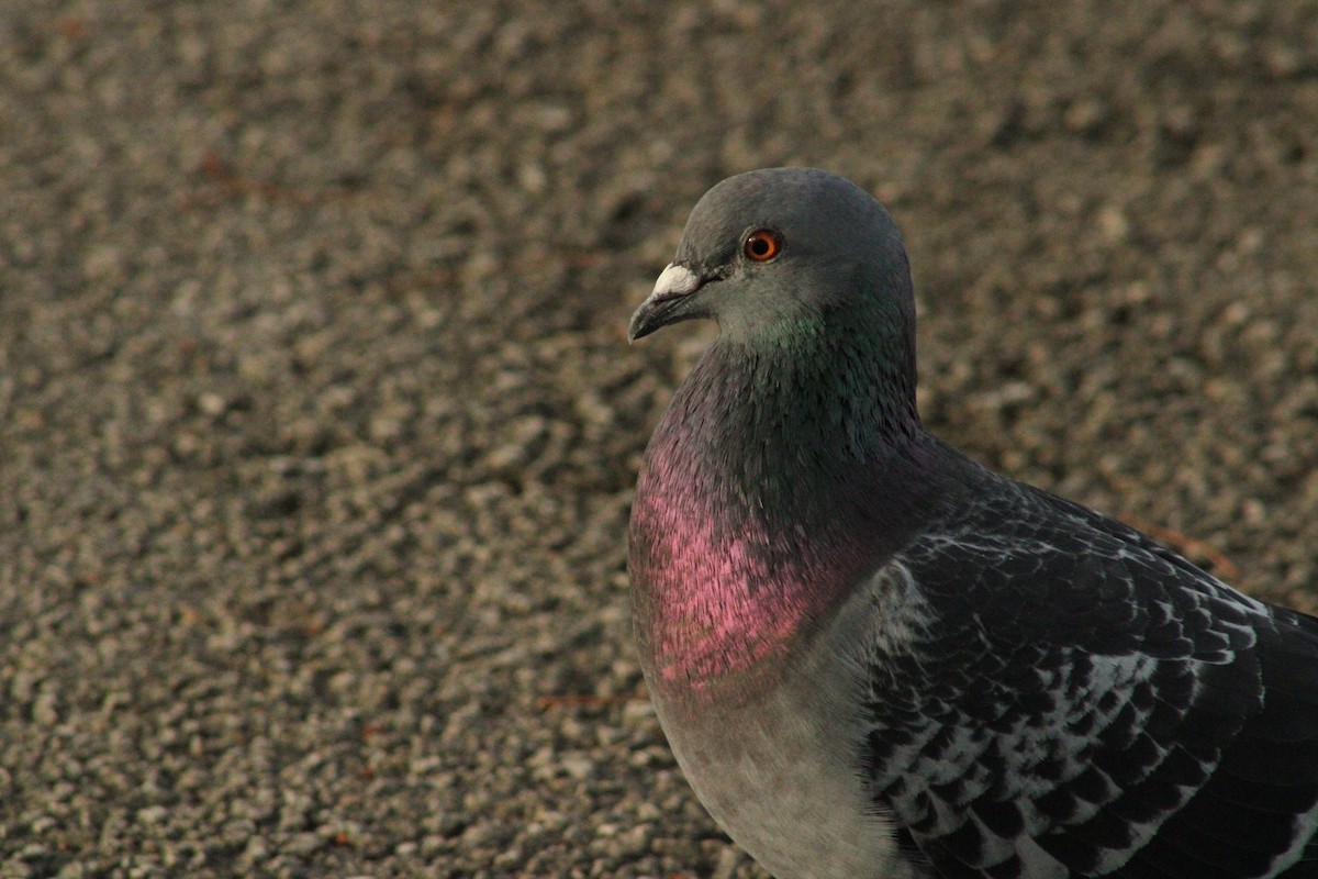 Rock Pigeon (Feral Pigeon) - ML613011570