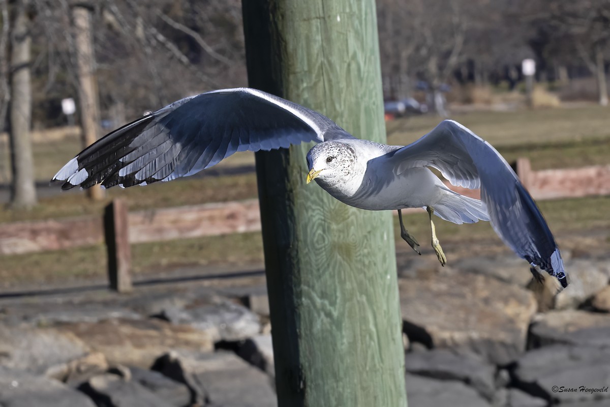 Common Gull (Kamchatka) - ML613012251