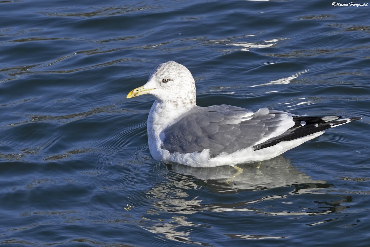 Common Gull (Kamchatka) - Jim Hengeveld