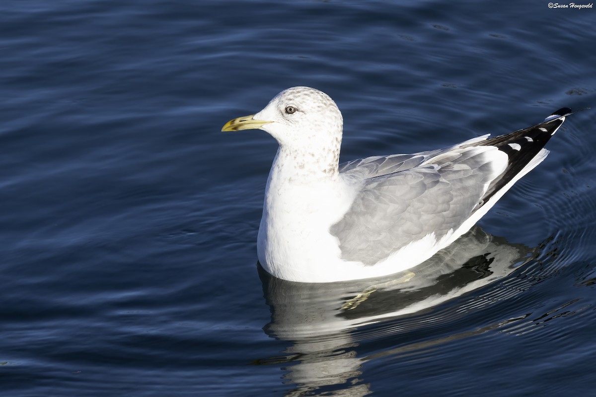 Common Gull (Kamchatka) - ML613012258