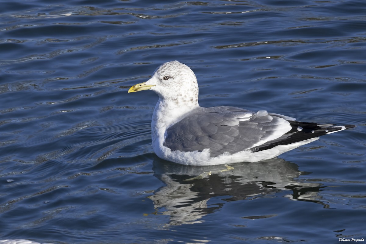 Common Gull (Kamchatka) - ML613012260