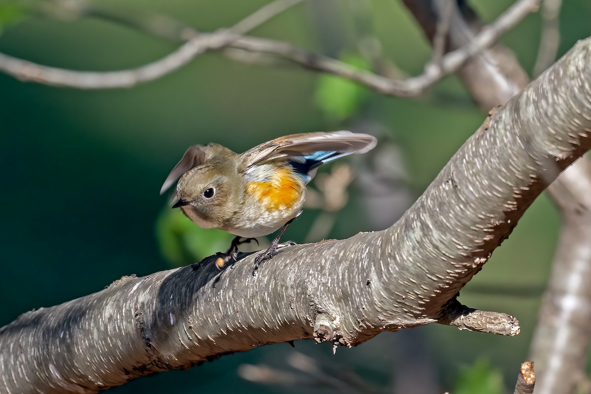 Red-flanked Bluetail - ML613012599