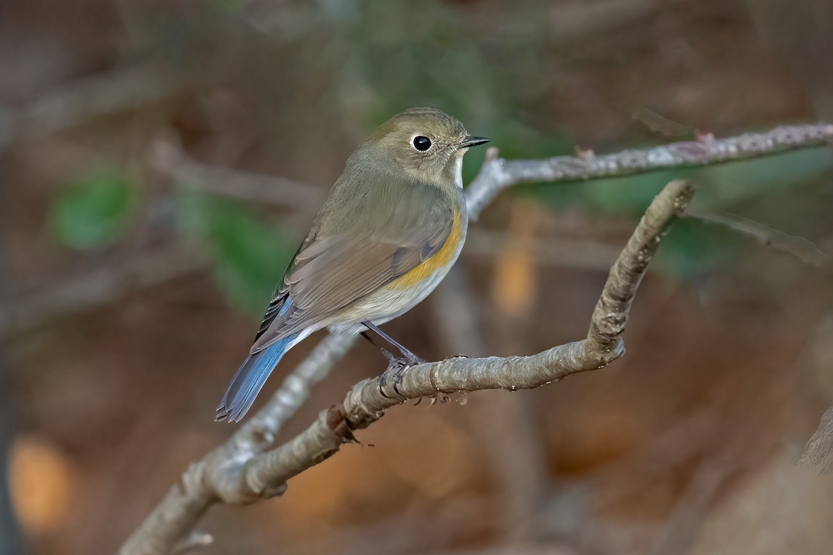 Red-flanked Bluetail - ML613012603