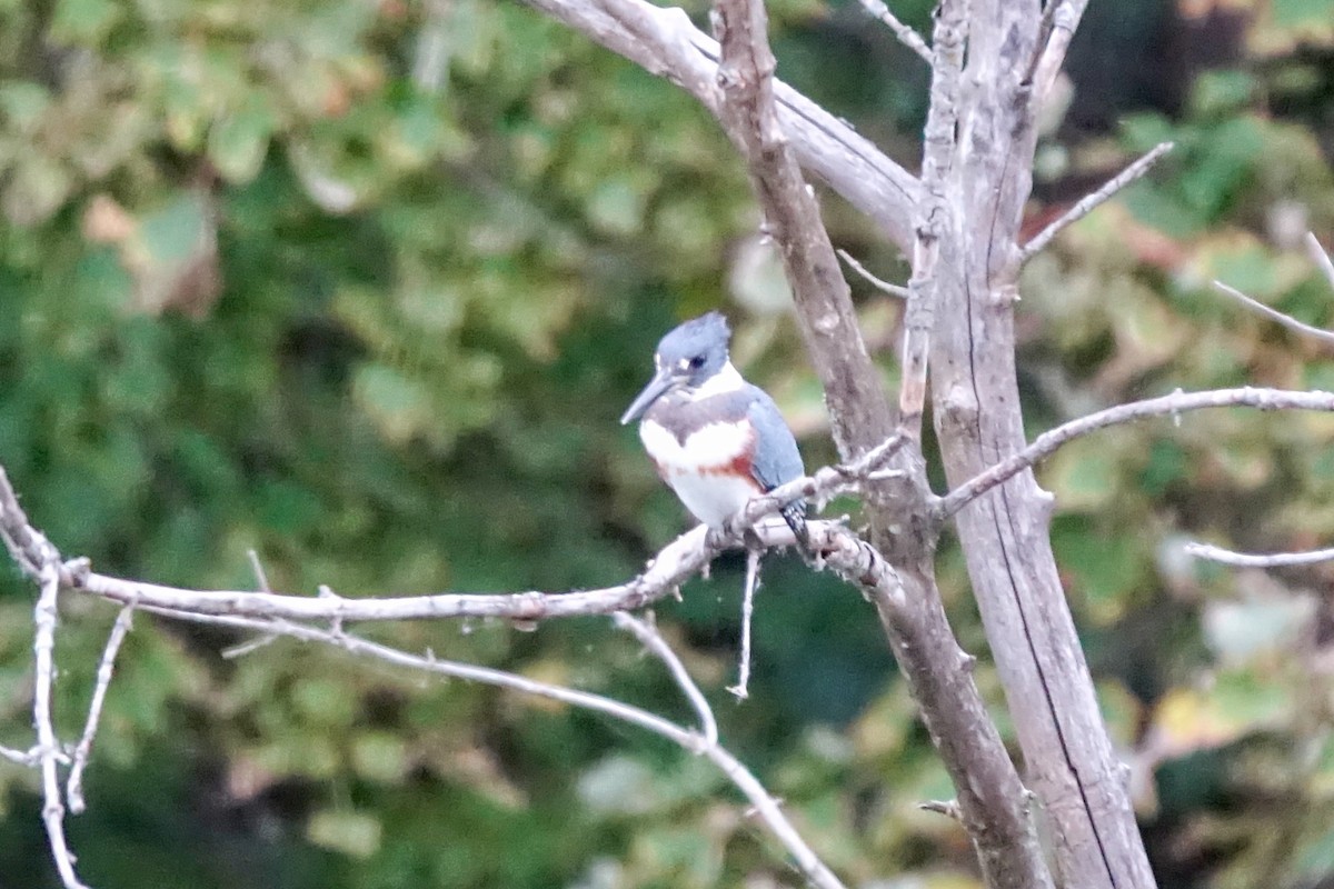 Belted Kingfisher - ML613012621