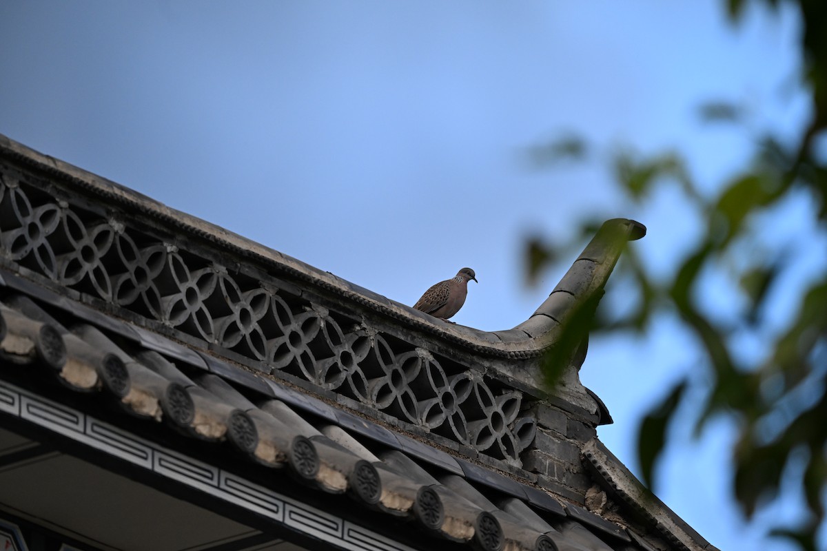 Spotted Dove - ML613012858