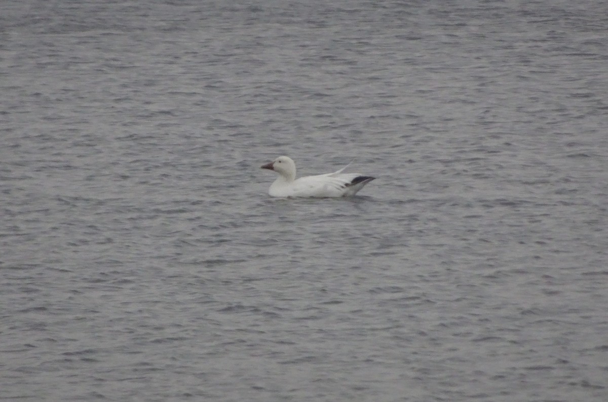 EBird Checklist 2 Jan 2024 Lakeside St 5 Species   1200