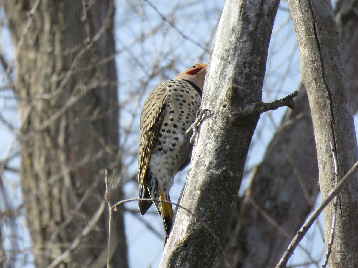 Northern Flicker (Yellow-shafted x Red-shafted) - ML613013236