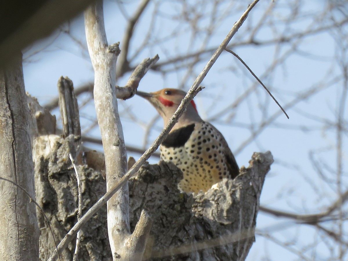 Northern Flicker (Yellow-shafted x Red-shafted) - ML613013238
