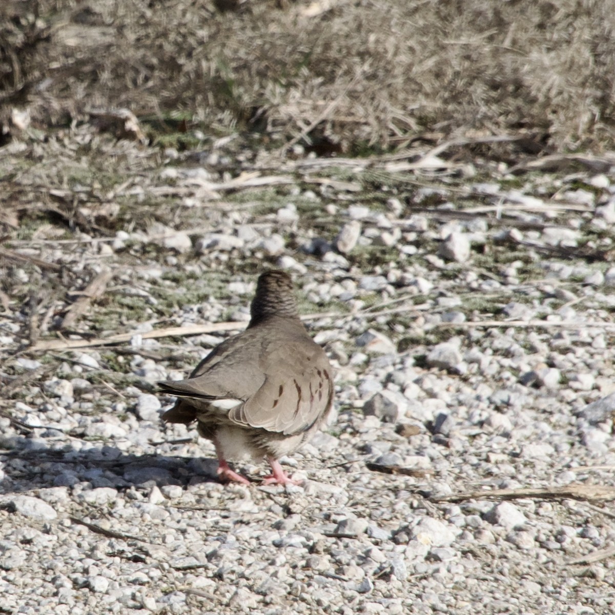 Common Ground Dove - ML613013282