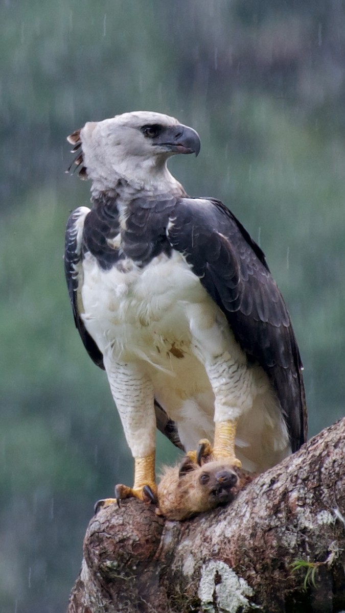 Harpy Eagle - Diego Cueva