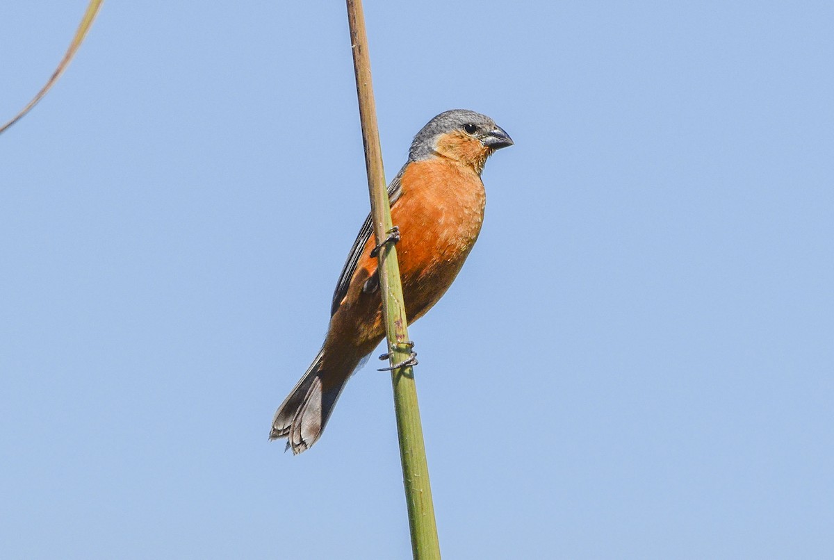 Tawny-bellied Seedeater - federico nagel
