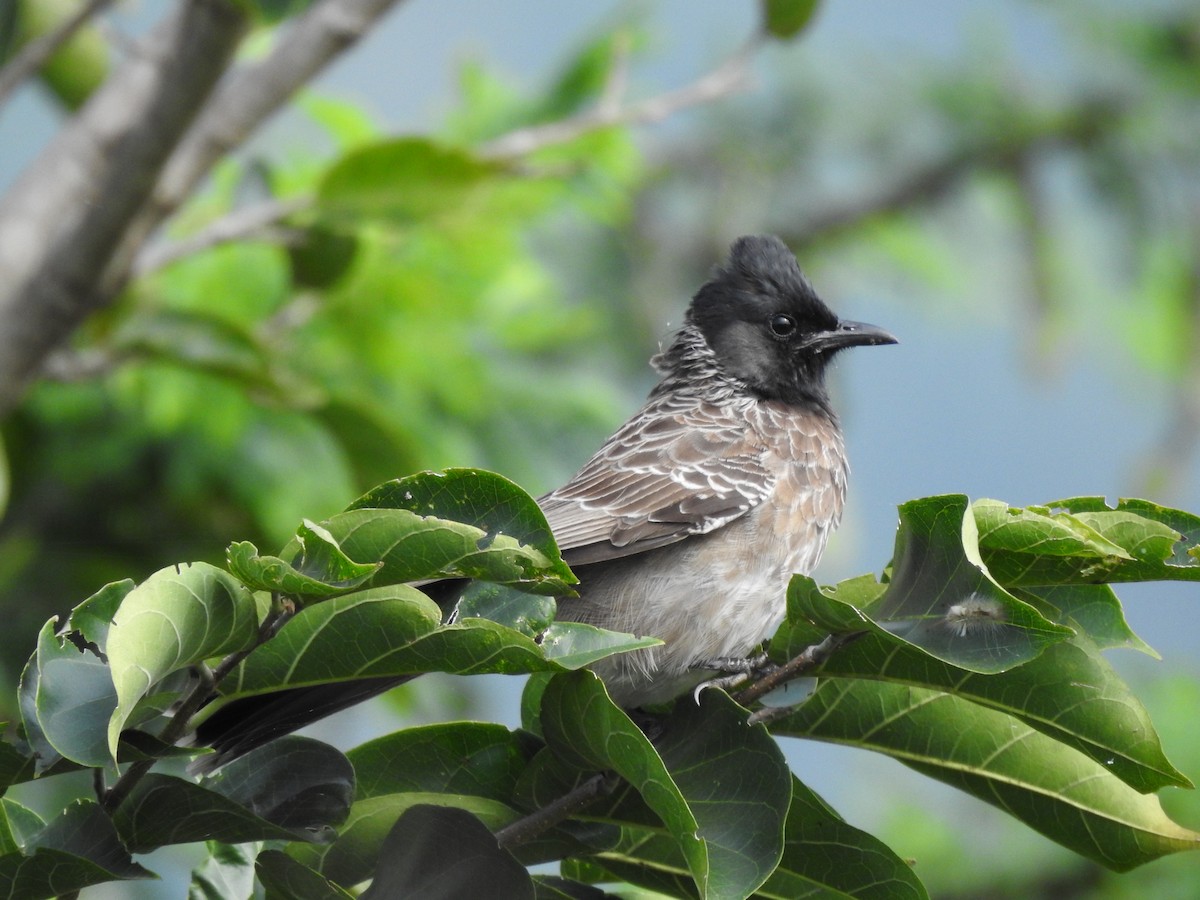 Red-vented Bulbul - ML613013371
