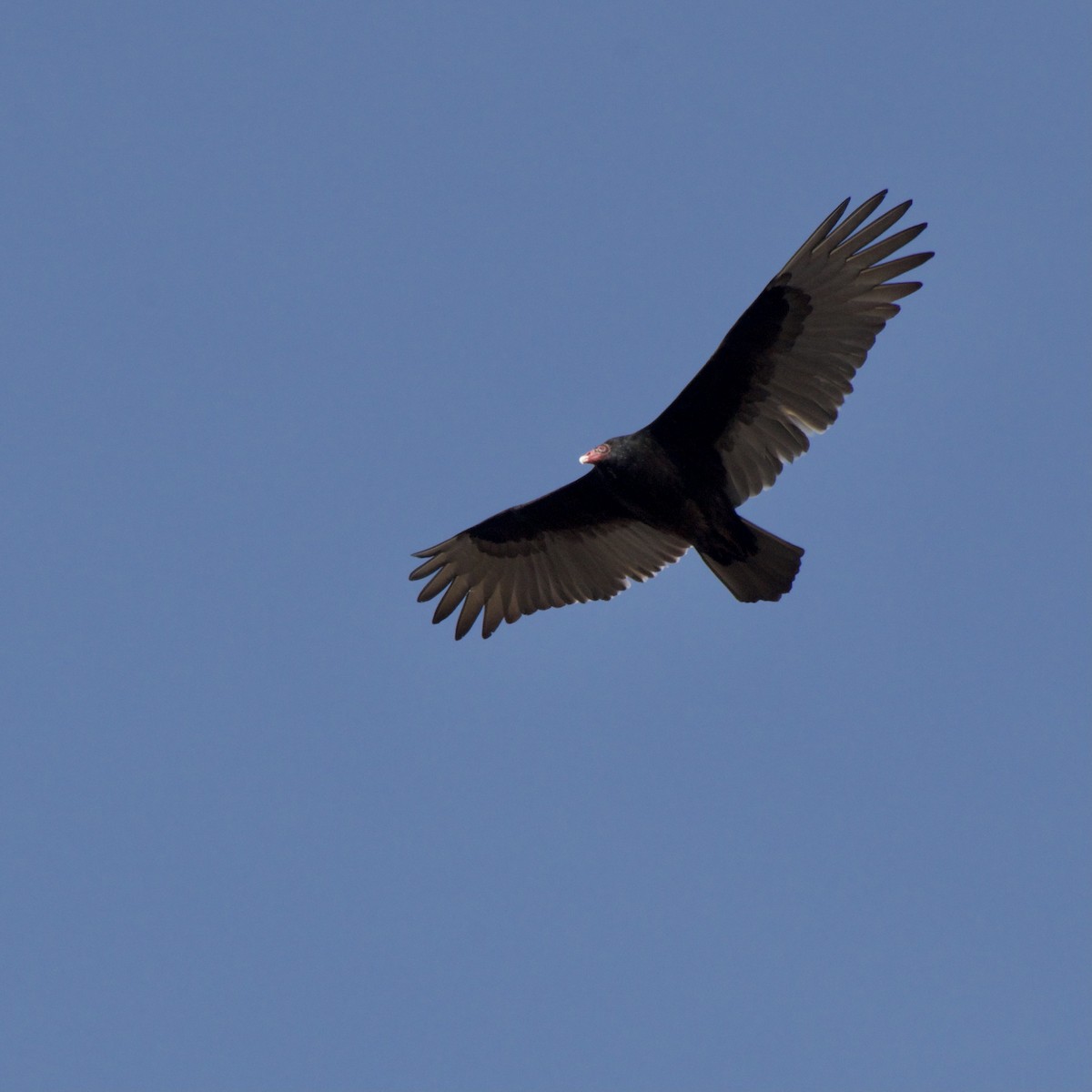 Turkey Vulture - ML613013391