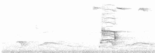 Çayır Gralinası - ML613013460