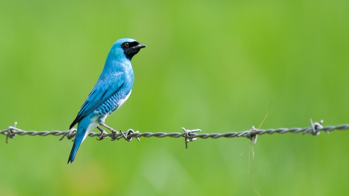 Swallow Tanager - Diego Cueva