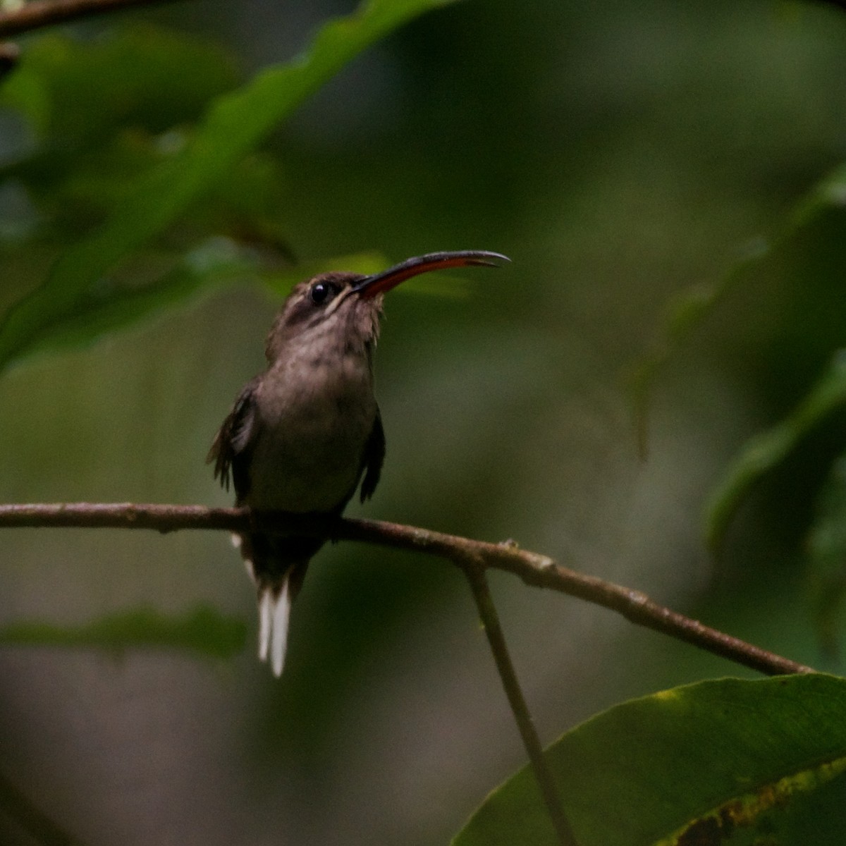 kolibřík dlouhozobý - ML613013642