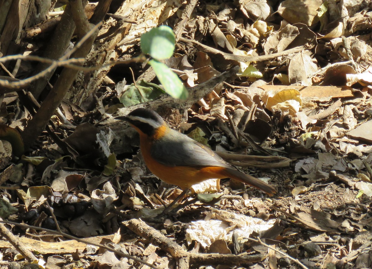 White-browed Robin-Chat - ML613013919