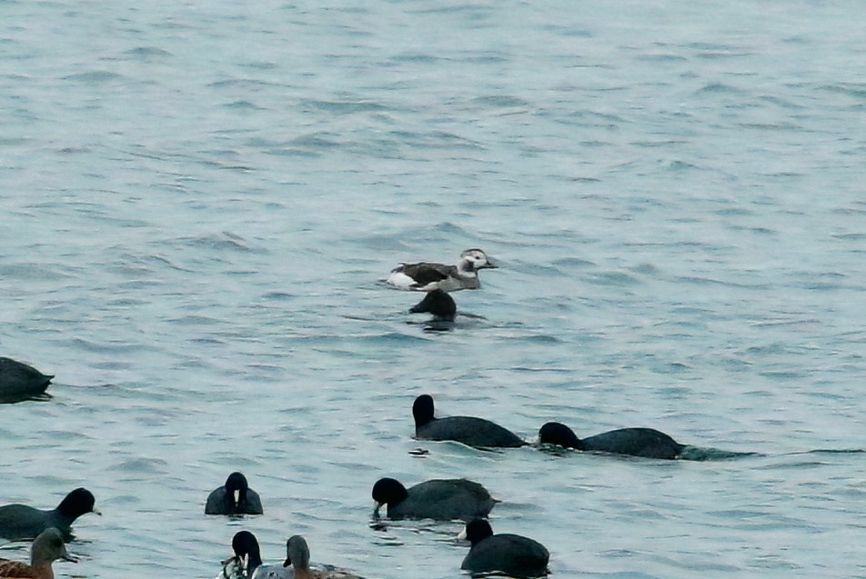 Long-tailed Duck - ML613014790