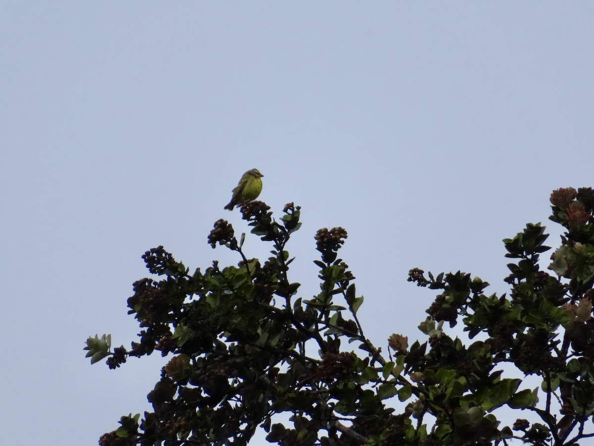 Yellow-fronted Canary - ML613015049