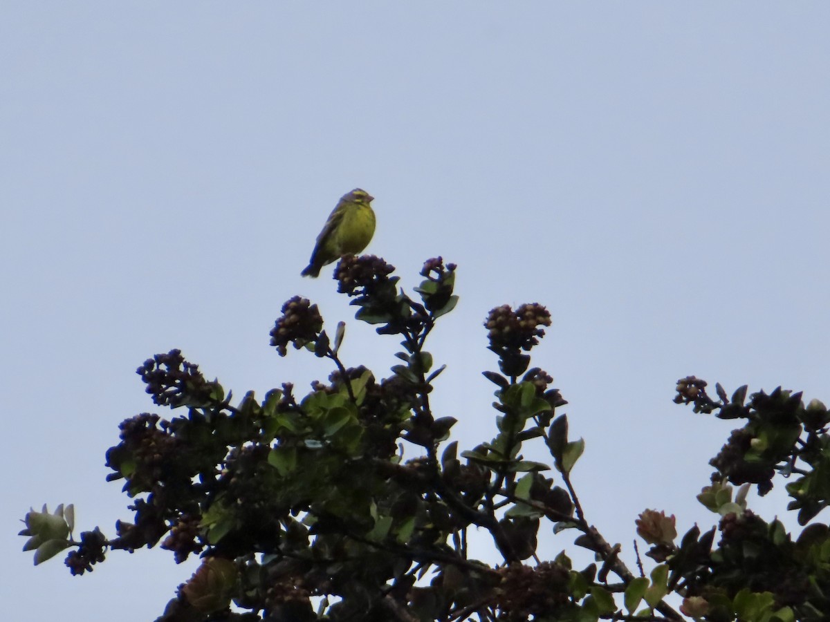 Yellow-fronted Canary - ML613015050