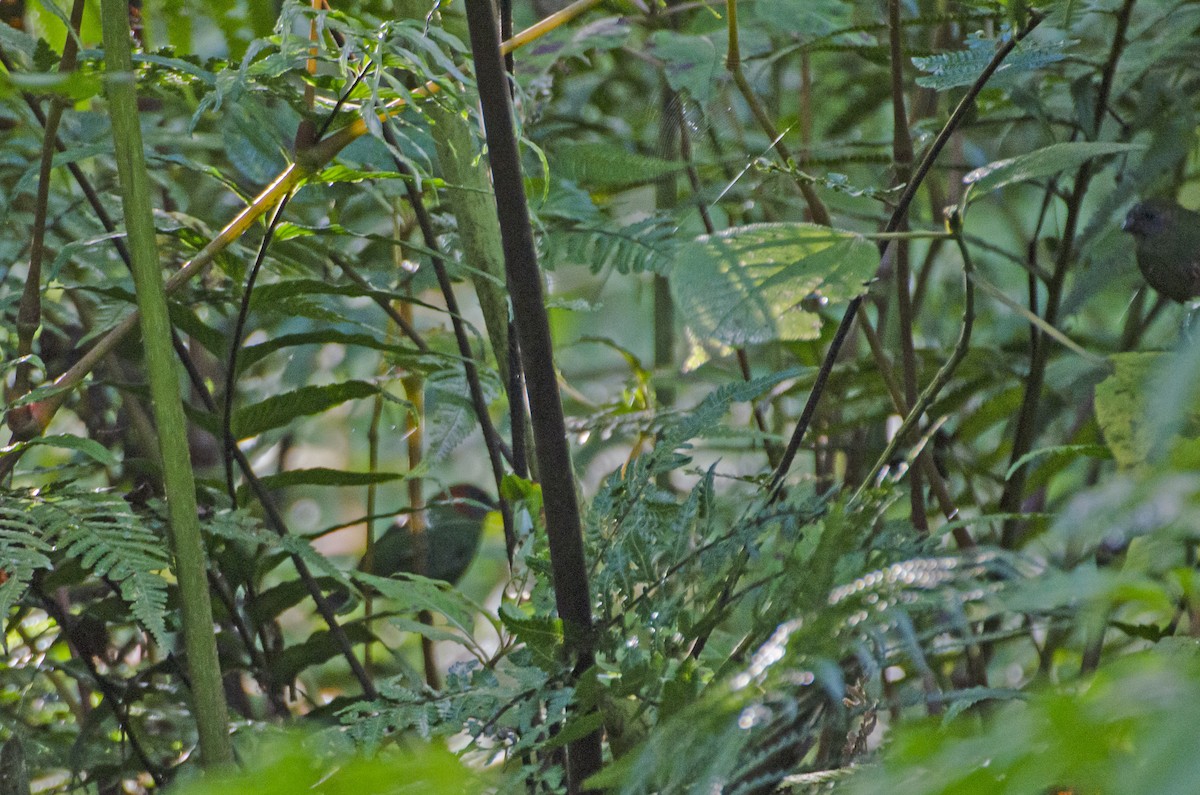 Red-eared Parrotfinch - ML613015129