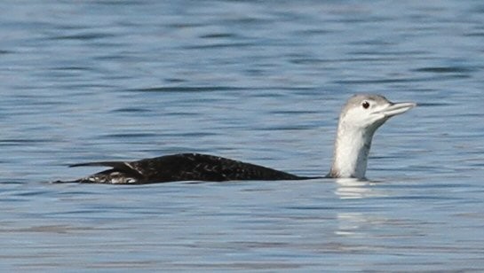 Red-throated Loon - ML613015175