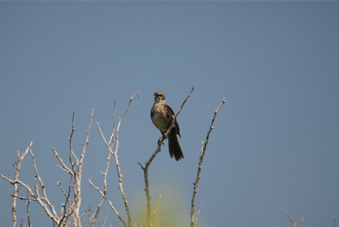 Galapagos Mockingbird - ML613015220