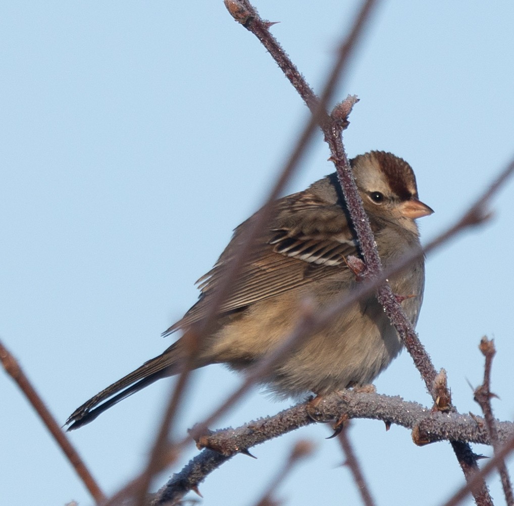 White-crowned Sparrow (Dark-lored) - ML613015550