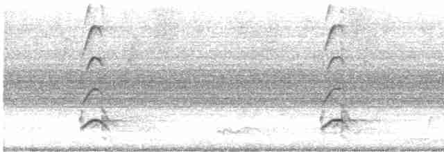 Pacific Koel (Australian) - ML613015672