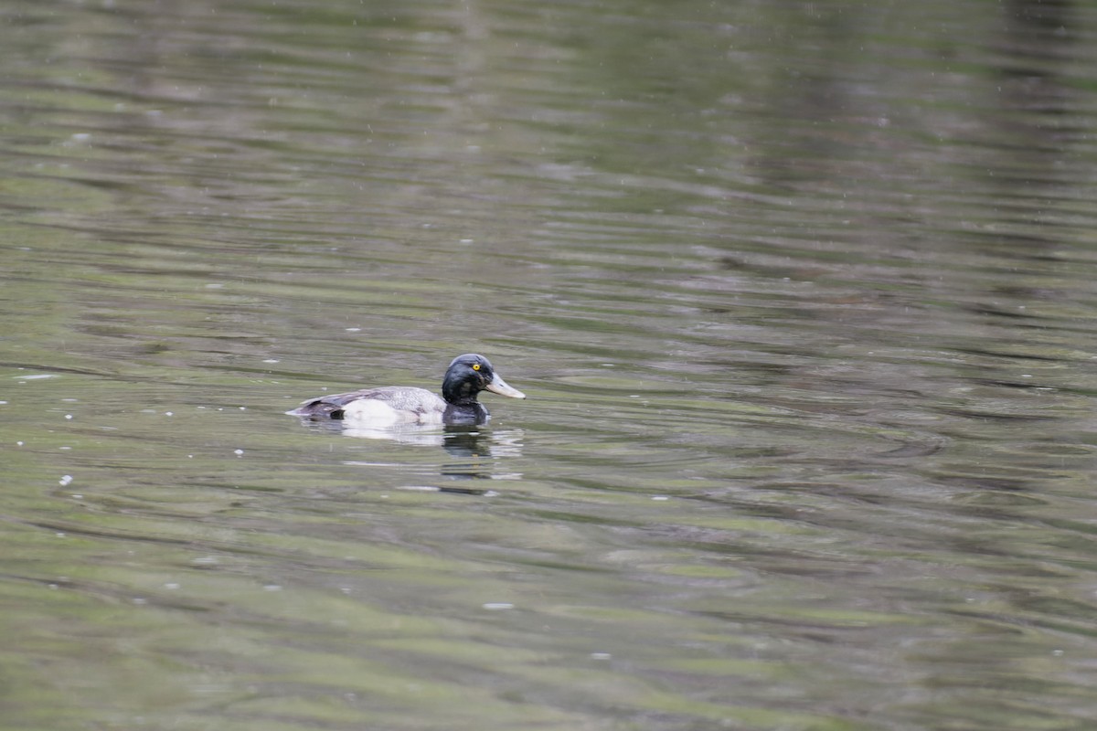 Greater Scaup - ML613015752