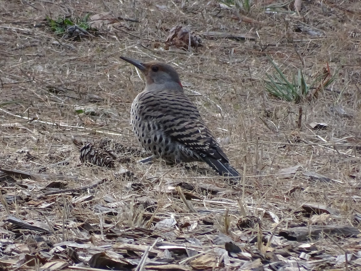 Northern Flicker (Red-shafted) - ML613015923