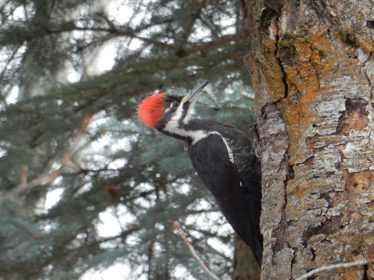 Pileated Woodpecker - ML613016125