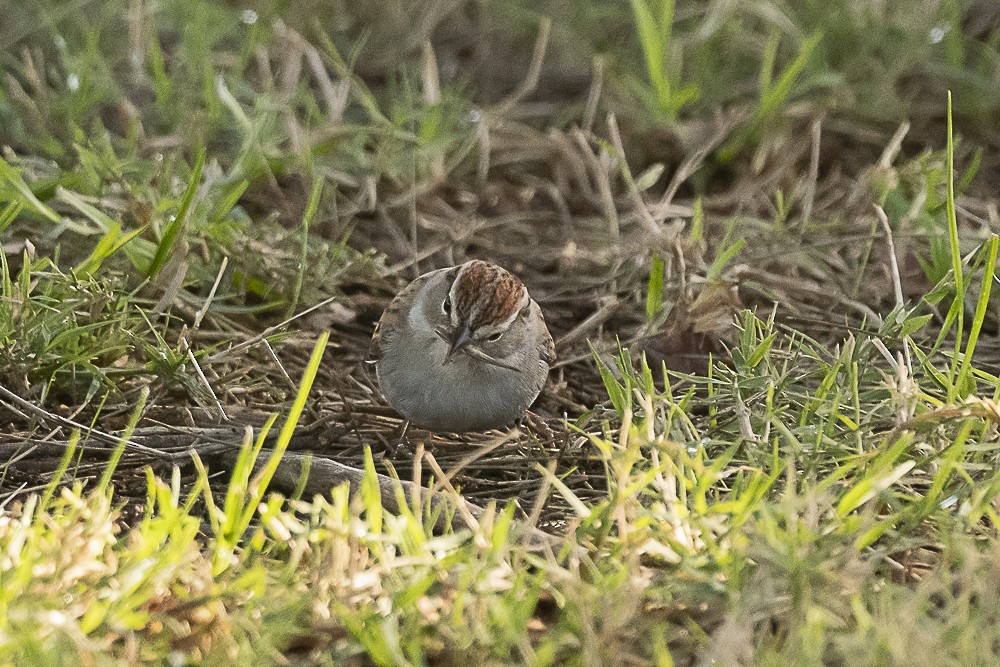 Chipping Sparrow - ML613016218