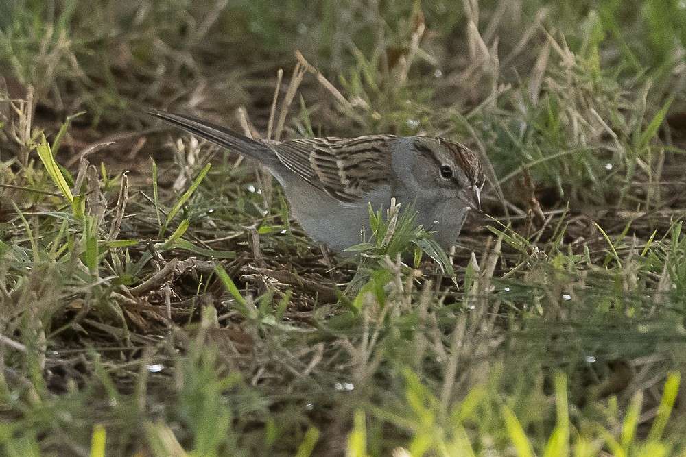 Chipping Sparrow - ML613016220
